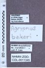 Etikett zu Agrypnus bakeri (Fleutiaux, 1916)